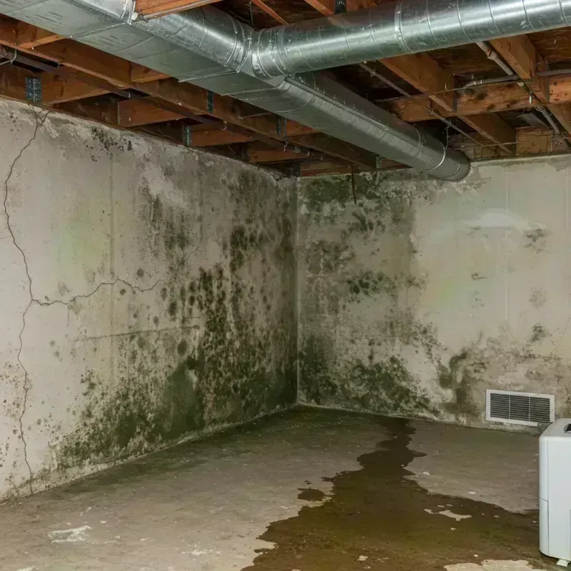 Professional Mold Removal in Bel-Ridge, MO